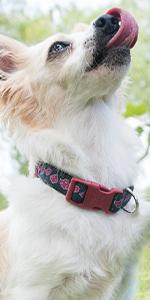 Naruto Akatsuki Cat Collars for Girl Cats, Boy Cats, Small Kitten Collar with Bell (Removable) | Officially Licensed Naruto Akatsuki Cloak Inspired Breakaway Cat Collars for Akatsuki Costume Itachi