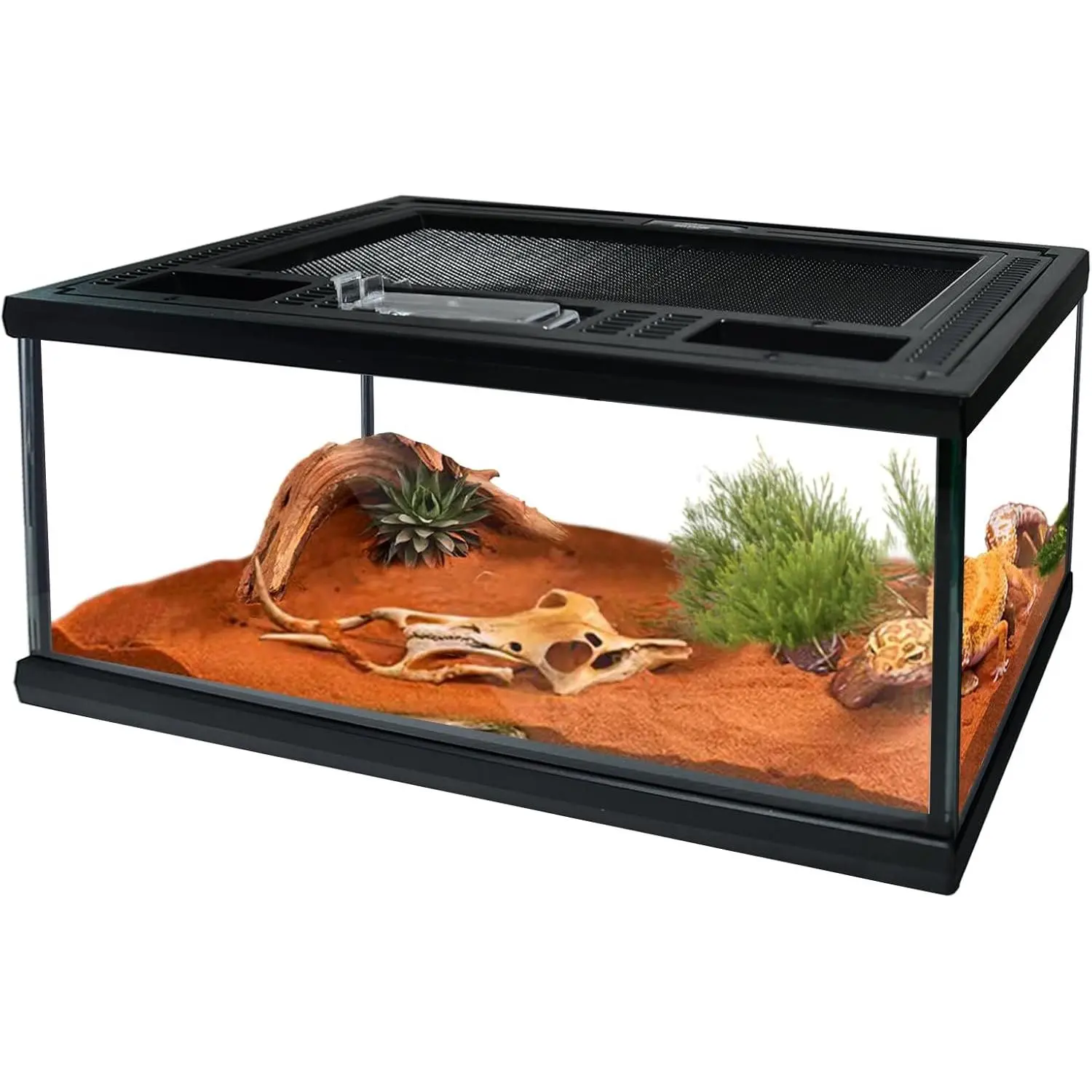 Reptile Glass Terrarium Tank 12"*8"*6",Small Cage Full View with Top Screen Ventilation Habitat Enclosure for Tarantula,Frog,Gecko,Insects,Spiders,Snakes,Hermit Crab,Turtle,Fish