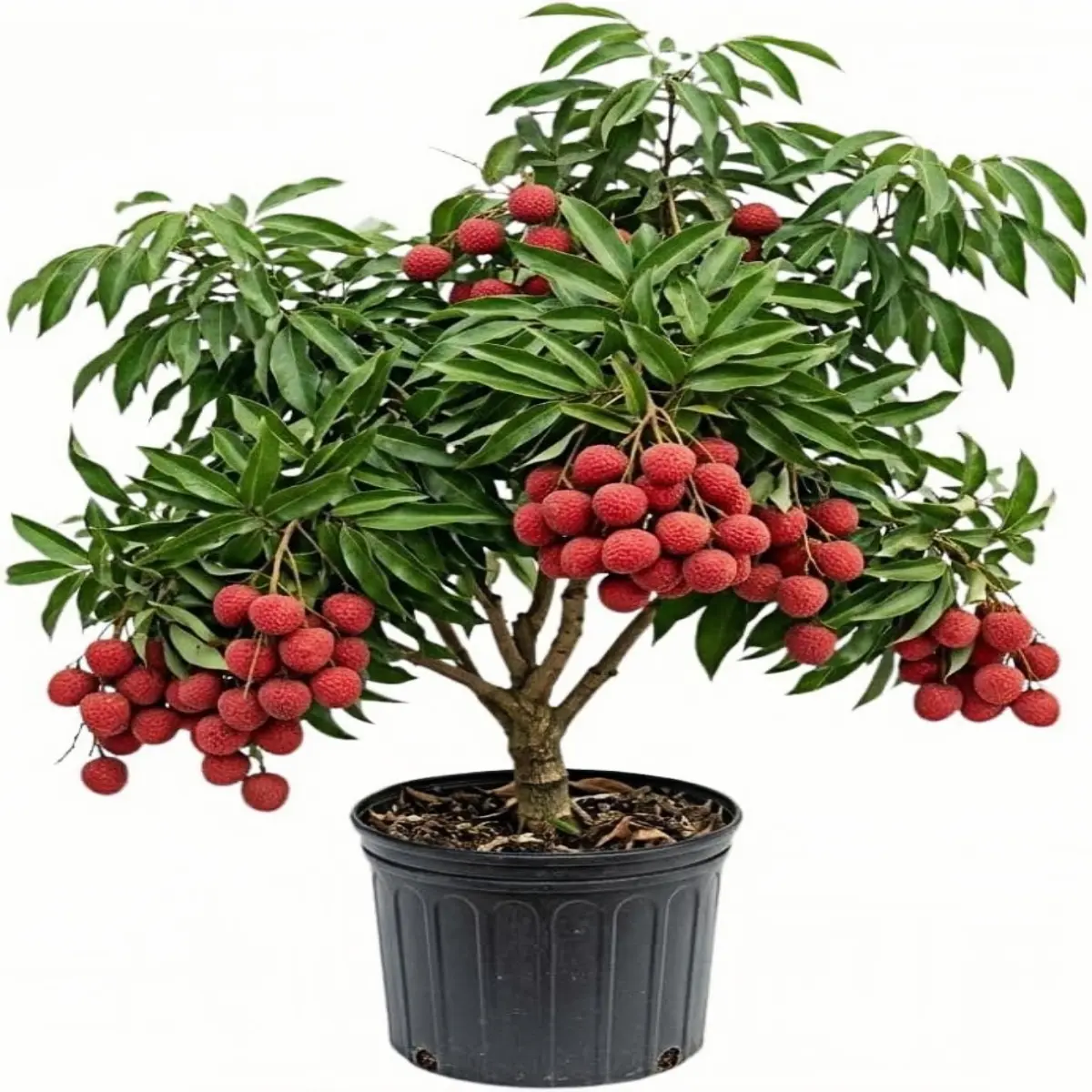 Lychee Tree Live Plant 1.3-1.6 Ft Tall, Red Lychee Tree, Sweet Tropical Fruit Tree for Outdoor Growing