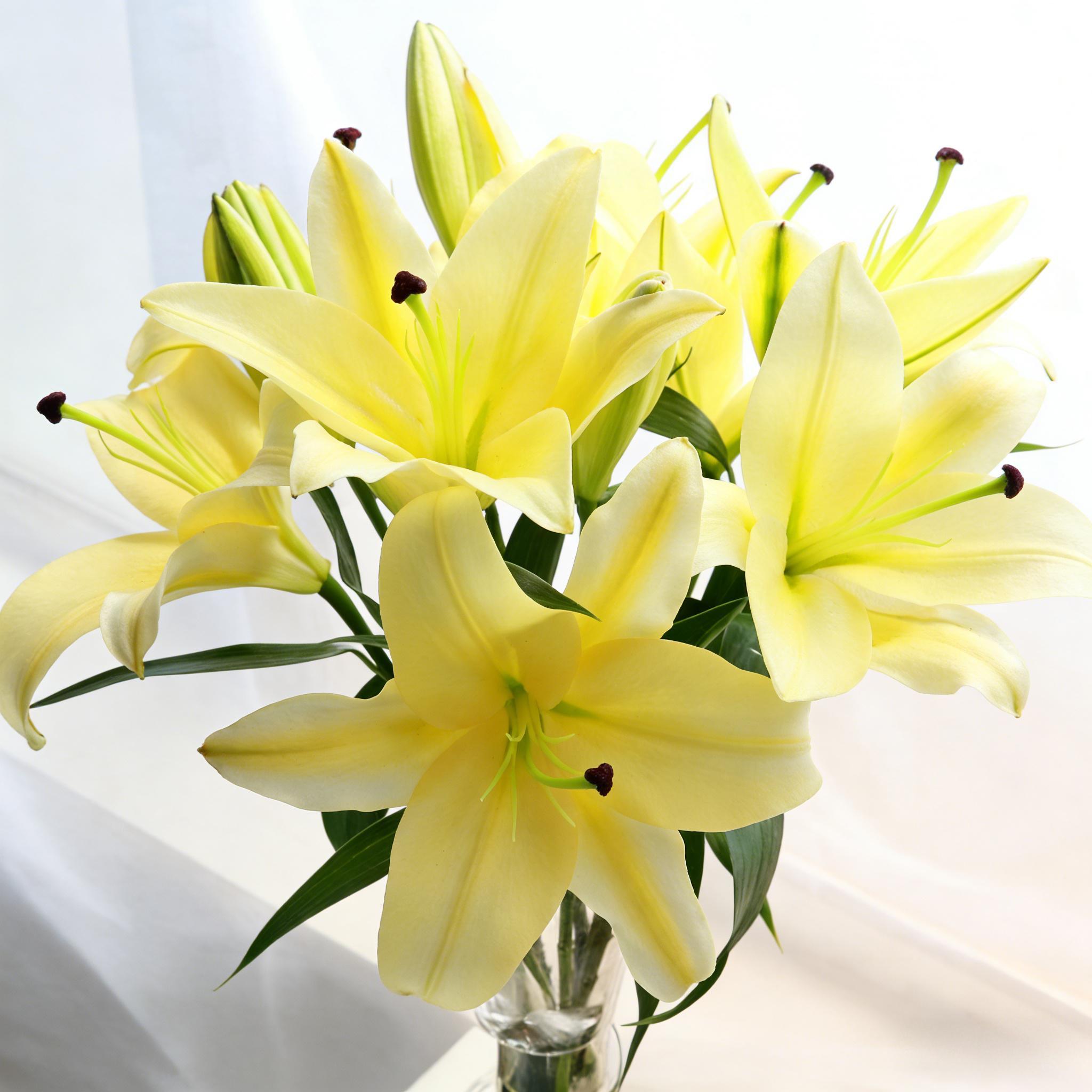 Yellow perfume lily flower bulbs large, rich fragrance, bright colors, long flowering period; even beginners can easily achieve rich flowering
