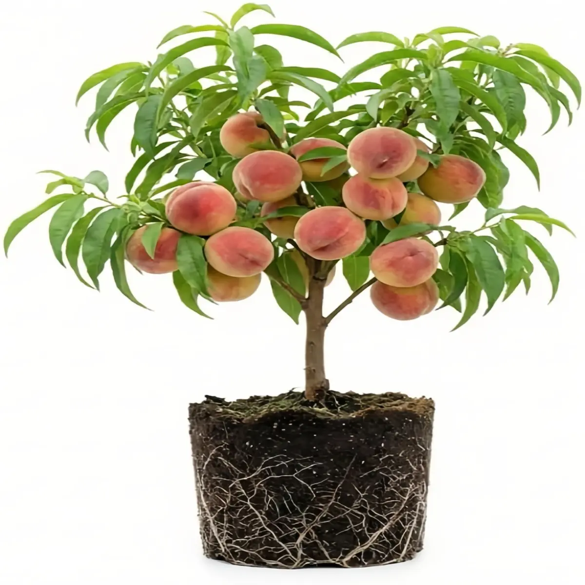 Peach Tree Live Plant - 1 Plant, Up to 2 Ft Tall, Deliciously Sweet Fruit Tree, Attracts Pollinators, Breathtaking Display of Fragrant Pink Blossoms, for Decorative Garden & Patio, Ideal for Beginner Gardeners, Beginner And Experienced Gardeners