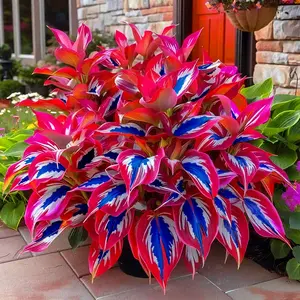 300 high-quality hosta seeds  . guaranteed viable with no bad seeds. A perennial shade plant, perfect for gardens and yards. Made in the USA |   Non-GMO |
