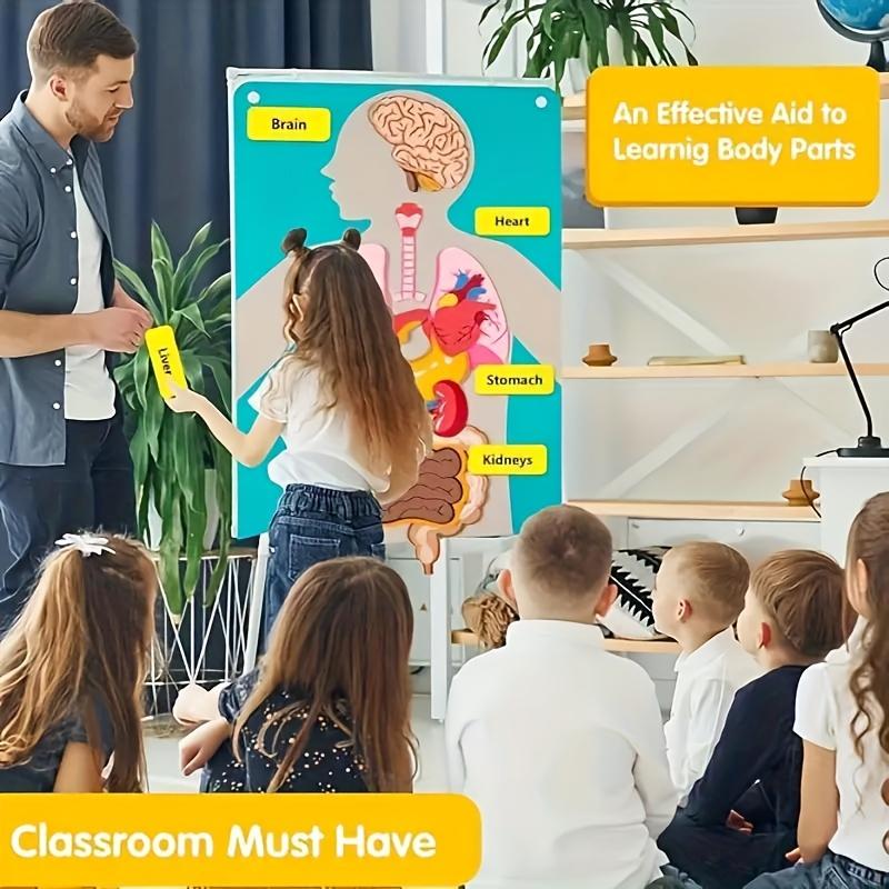 3D Felt Human Organ Models, Human Body Anatomical Diagrams, Ideal for School & Home Educational Activities