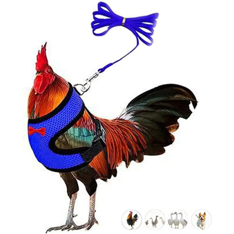 Chicken Leash and Harness Set Adjustment mesh Duck Harness Vest,Blue S | breathable mesh harness,adjustable straps,sturdy leash,fit chicken,duck,goose,rooster,parrot,kitten,   walking