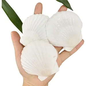30 count  Shells 2-3 Inch  White Sea Shells from Sea Beach for DIY Craft  Décor(6-8 cm)