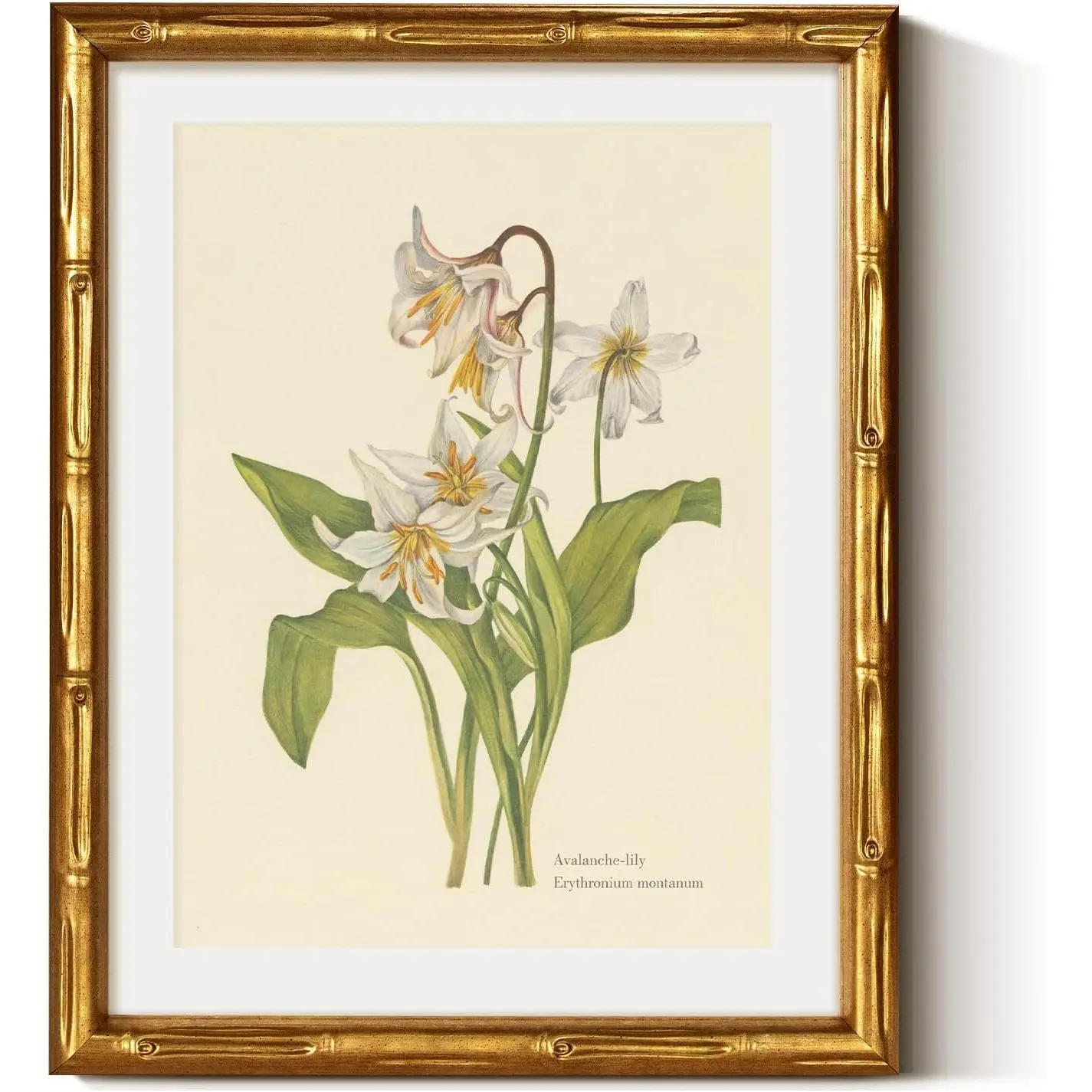 VIYYIEA Gold Framed Bamboo Wall Art - Vintage Avalanche Lily Botanical Prints with Mat, 14x11 in Antique Art for Living Room Home Decor