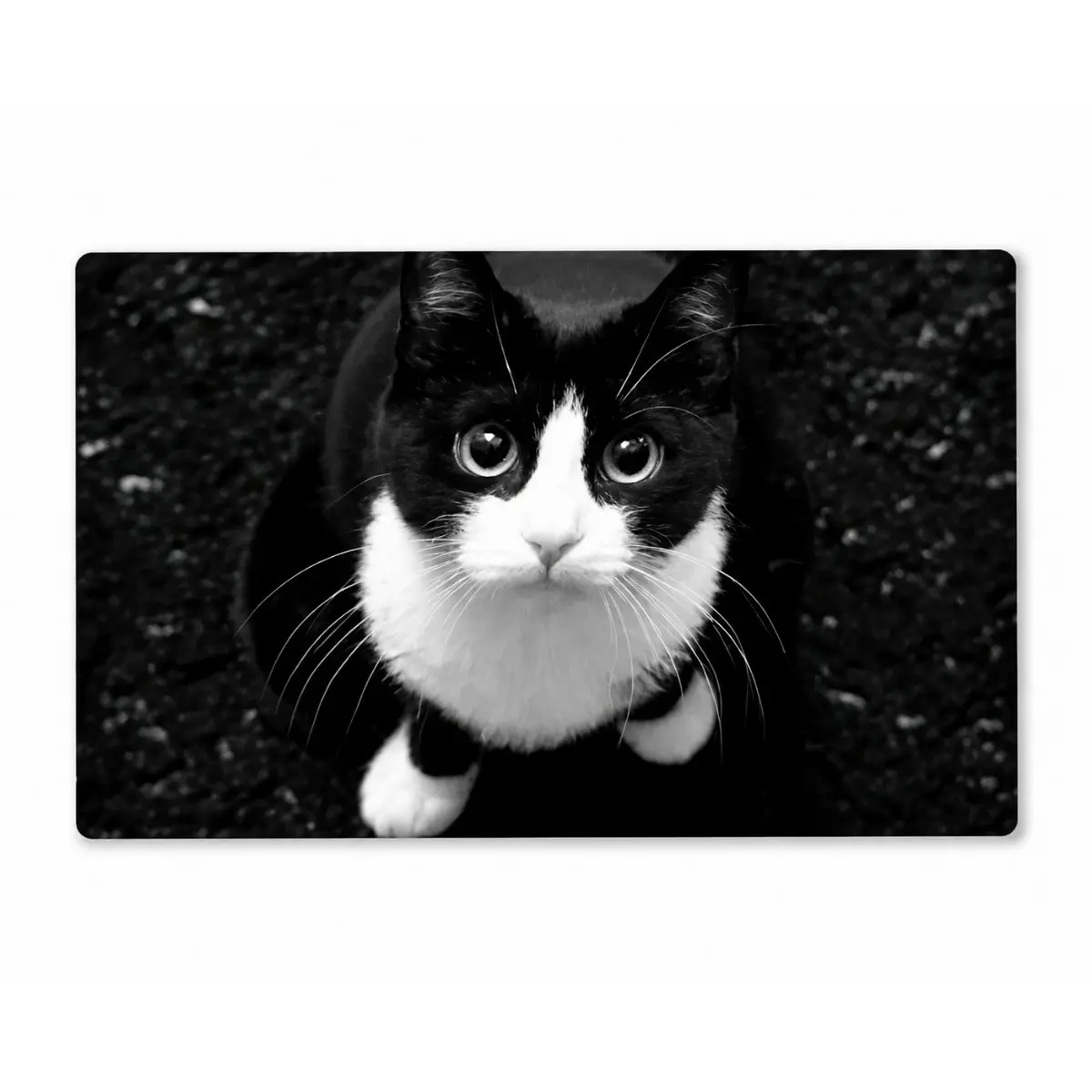 Cute Cat Doormat, Funny Tuxedo Cat Welcome Mat, Black White Pet Lover Floor Rug, Adorable Animal Home Decor for Front Door Entryway Bathroom Bedroom Laundry Room, Unique Cat Lover Gift, Cozy Housewarming Gift Idea for Friends Family