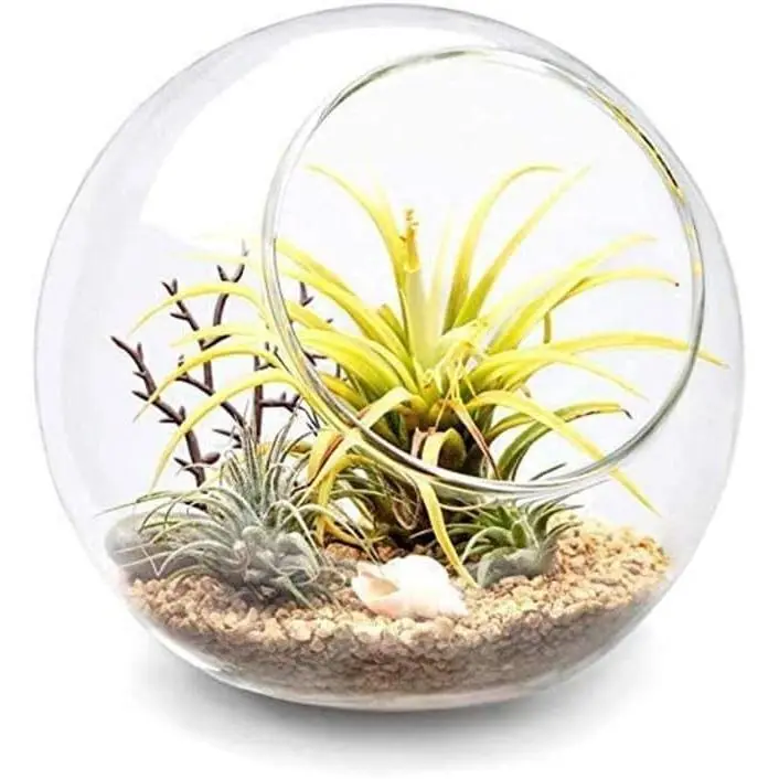 Plant Terrarium Display Glass Tabletop Succulent Air Plant Planter Globe Microlandschaft House, M | Succulent Holder, Oblique Mouth Opening, DIY Airplant Display, Multi-Purpose, Home Balcony Office Decor, Plant Lover Gift