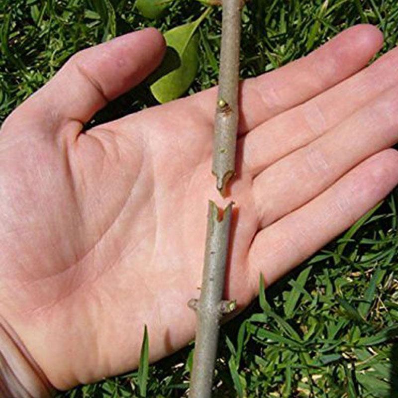 2 in 1 Garden Tree Grafting Knife, Pruning Pruner Scissors Cutting Tool Kit, Professional Garden Tools for Home Garden Use