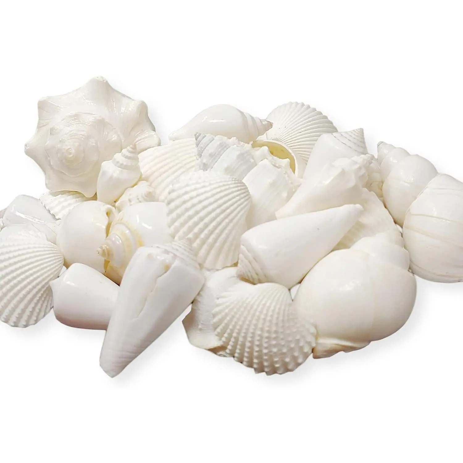 White Sea Shells for Crafting & Decorating, 1 Pound | Real Seashell Decor Mix for Coastal Room Decor, Beach Weddings, Centerpieces, Vase FillerGift