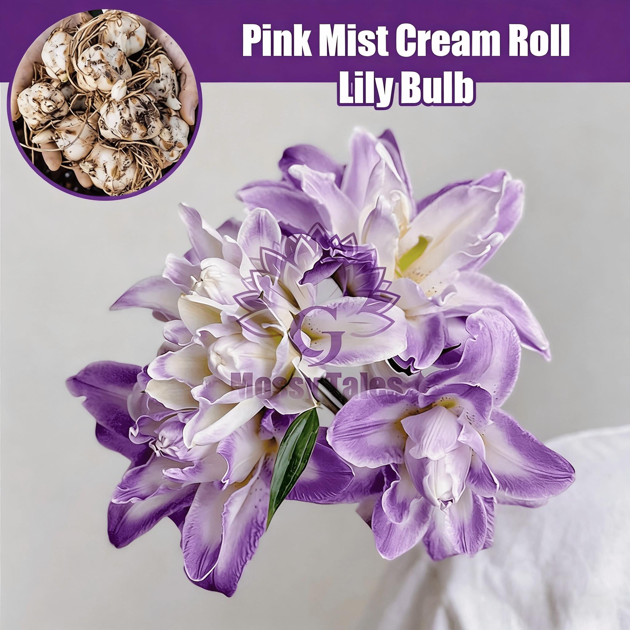 Double Flower Royal Purple Spinning Lily | Intense scented, easy-to-care evergreen for indoor vases and garden growing.