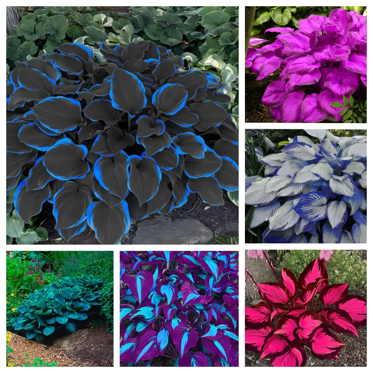 300 high-quality hosta seeds  . guaranteed viable with no bad seeds. A perennial shade plant, perfect for gardens and yards. Made in the USA |   Non-GMO |