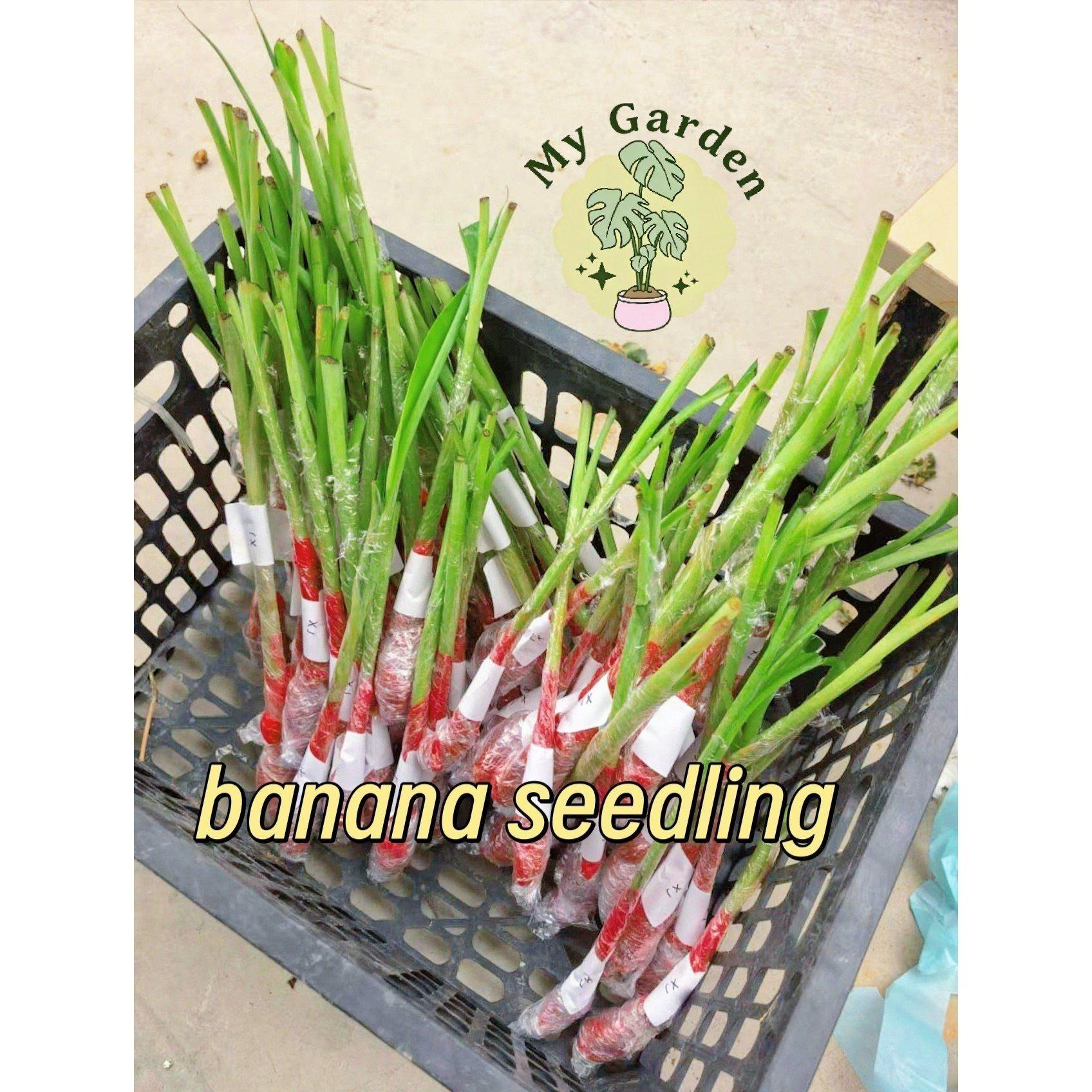 Grafted banana tree seedlings, vibrant fruit plants, fast-growing, suitable for home gardens and gardens