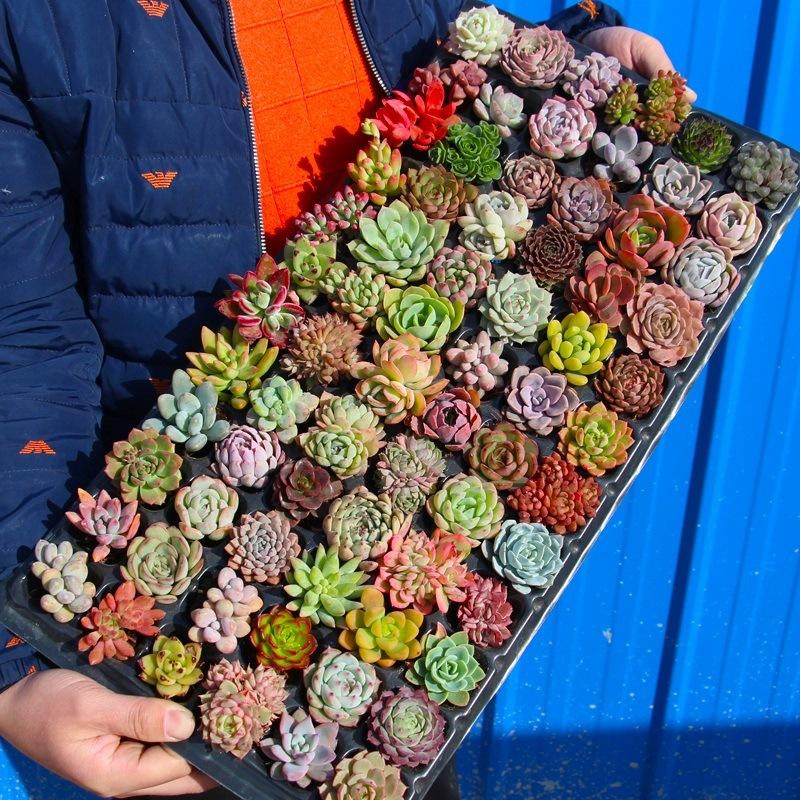 12/15/24/30-Pack Colorful 1.5in Live Succulents  Bare Root, No Pot, Easy Care, Perfect Gift, Indoor & Garden Decor