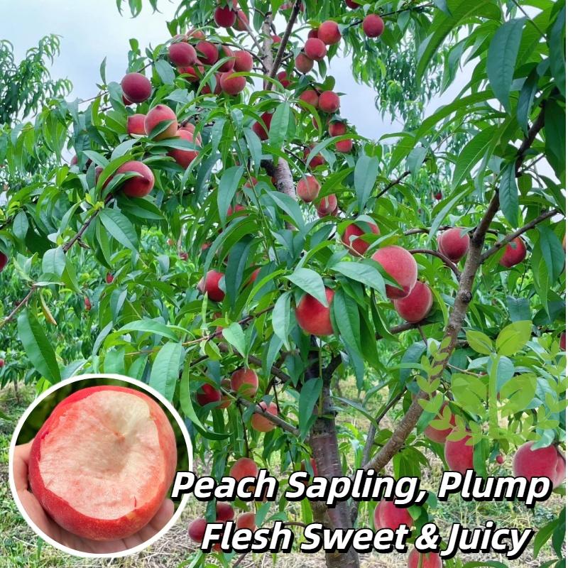 Peach tree seedlings for beginners