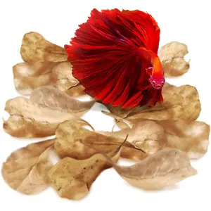 50 pcs Catappa Indian Almond Leaves – 2" Water Conditioner for Betta Fish Tank, Aquarium Leaf for Fish Breeding, Shrimp, Goldfish, Guppy & Frogs