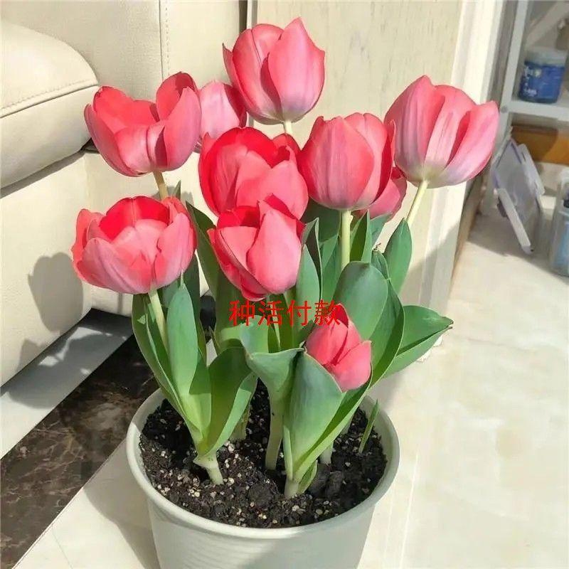 1 Tulip Bulb | Easy Care Hydroponic & Soil Plants | Ornamental Flowers | For Tabletop Vase Gardens