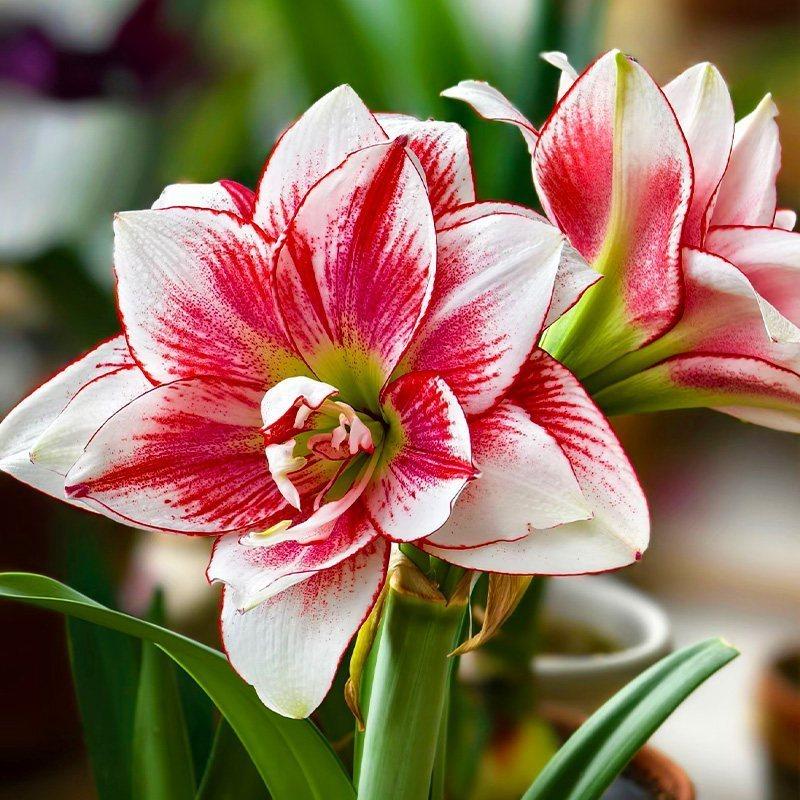 Angel flower ball, double-petaled, plump and plump, cold-resistant and heat-resistant, novice-friendly potted flowers, suitable for both indoor and outdoor, and can bloom in the same year after planting