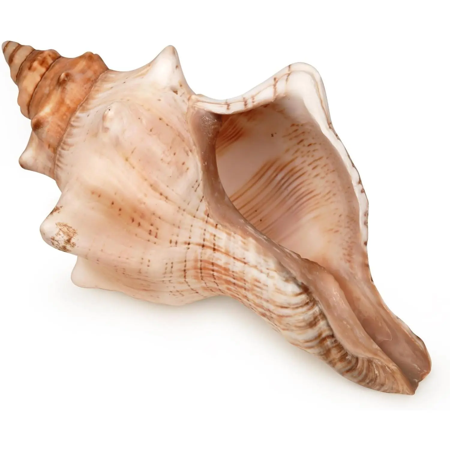 Giant Natural Striped Fox Conch Shell 6-7 inches, Large Decorative Seashell for Vase Filler, Air Plants, Wedding Beach Theme PartyGift