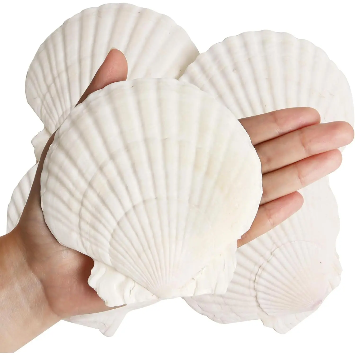 8 count Clam Shells for Crafts,4''-5''   Shells,Large Seashells for Crafts,Themed Party and  Decor