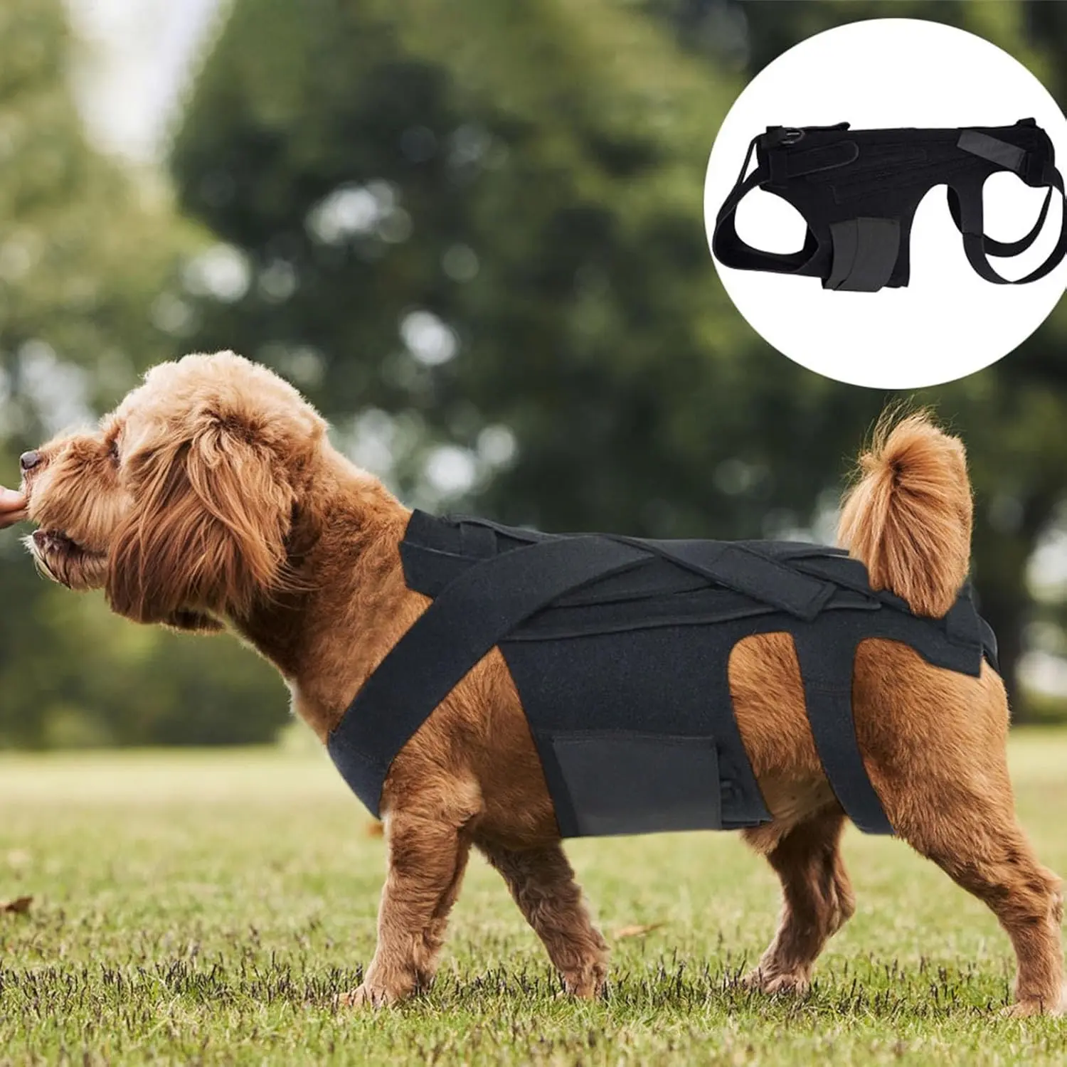 Dog Back Brace, Pet Back Support Vest Adjustable Fit Breathable for Dachshunds, Corgis, Ivdd Arthritis, Herniated Disc, Spinal Recovery, Model Tailo-02