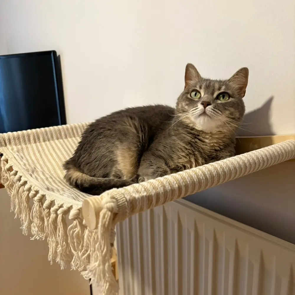 Wall-Mounted Tassel Cat Hammock, Indoor Cat Wall Shelf, Cat Climbing Perch, for Kittens to Sleep, Rest, and Play, Modern Cat Furniture, Suitable for All Seasons