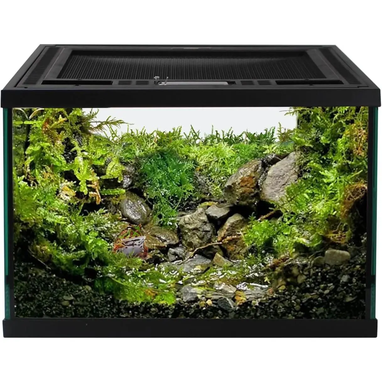 Reptile Glass Terrarium Tank (12x12x8in) - Full View, Top Ventilation Mesh, Top Door Lock, Easy Cleaning Amphibians/Insects Habitat Enclosure for Frogs, Tarantulas, Hermit Crabs, Rectangular, Single Unit