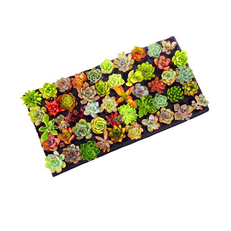12/15/24/30-Pack Colorful 1.5in Live Succulents  Bare Root, No Pot, Easy Care, Perfect Gift, Indoor & Garden Decor