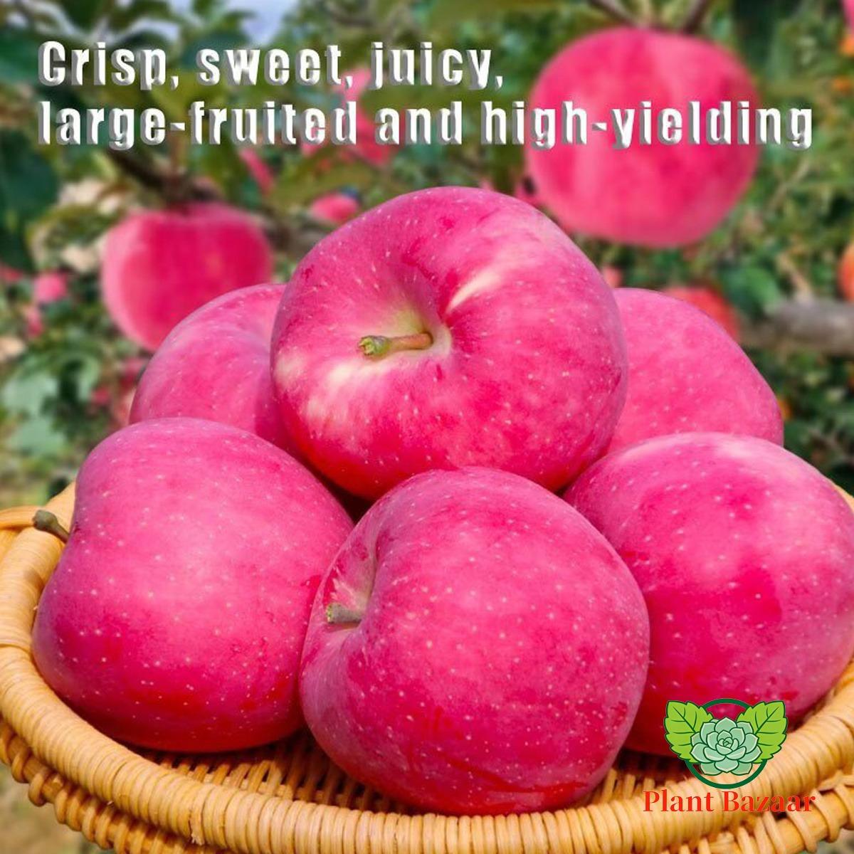 Semi-dwarf Honey Crispy Apple Tree Seedlings - Easy-to-grow fruit trees with high survival rates, ideal for home gardens and yards, hard, cold-resistant and fast-growing, suitable for beginners and home backyards