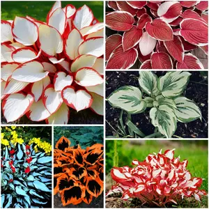 300 high-quality hosta seeds  . guaranteed viable with no bad seeds. A perennial shade plant, perfect for gardens and yards. Made in the USA |   Non-GMO |
