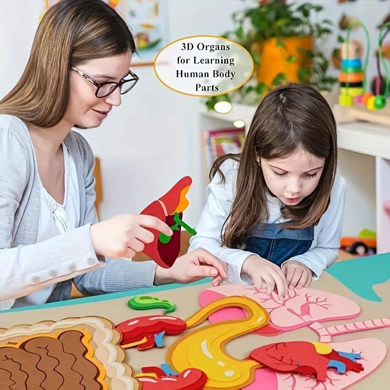 3D Felt Human Organ Models, Human Body Anatomical Diagrams, Ideal for School & Home Educational Activities