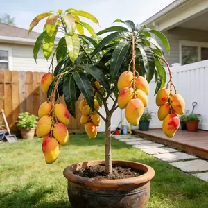 Live Dwarf Mango Sapling (Mangifera Indica) - 15-18 in Tall, Naturally Seed-Grown Tropical Fruit Tree, Compact Container-Friendly Variety, Sweet Fiberless Honey-Like Fruit