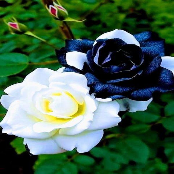Mix Rose Seeds - 200+ Flower Rose Seeds for Planting Outdoors, Mix Colorful Flower Rose Plant Seeds Garden great gardening gift