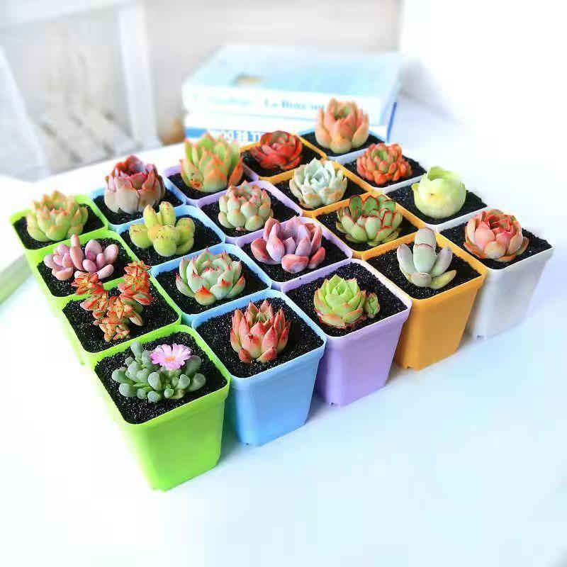 Succulent plant Sedum 15 pot set, dry and easy to raise, indoor desktop mini potted plant, bare root novice friendly