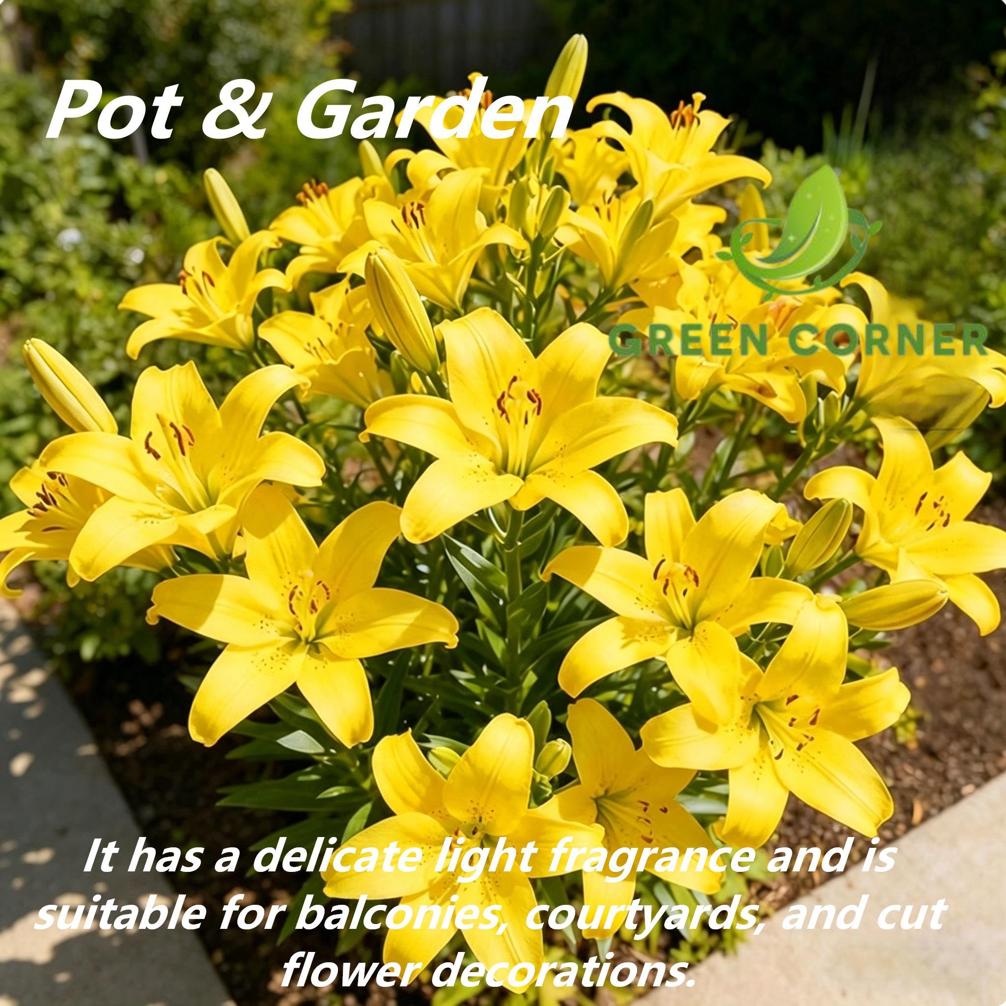 Yellow perfume lily flower bulbs large, rich fragrance, bright colors, long flowering period; even beginners can easily achieve rich flowering