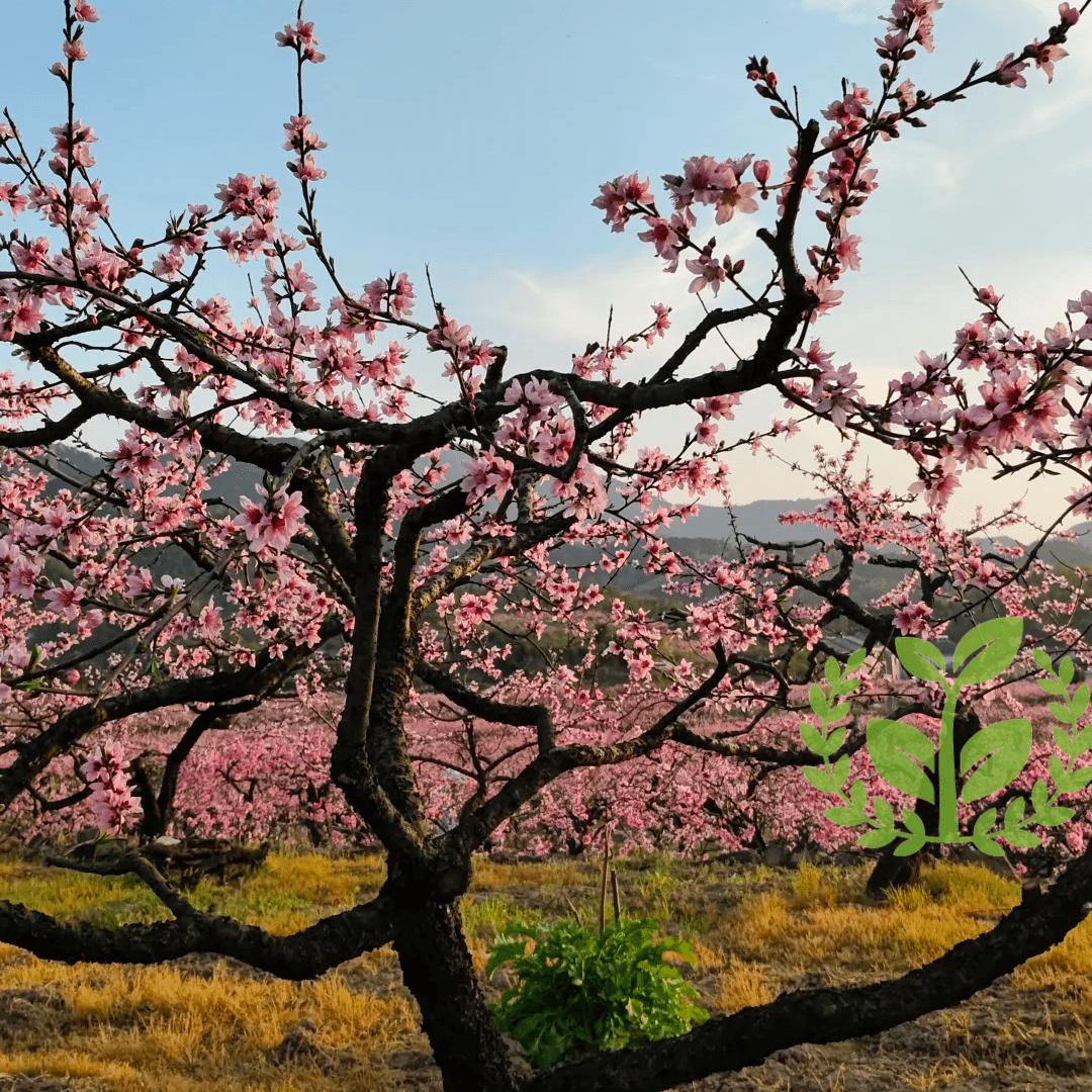 Peach tree seedlings for beginners