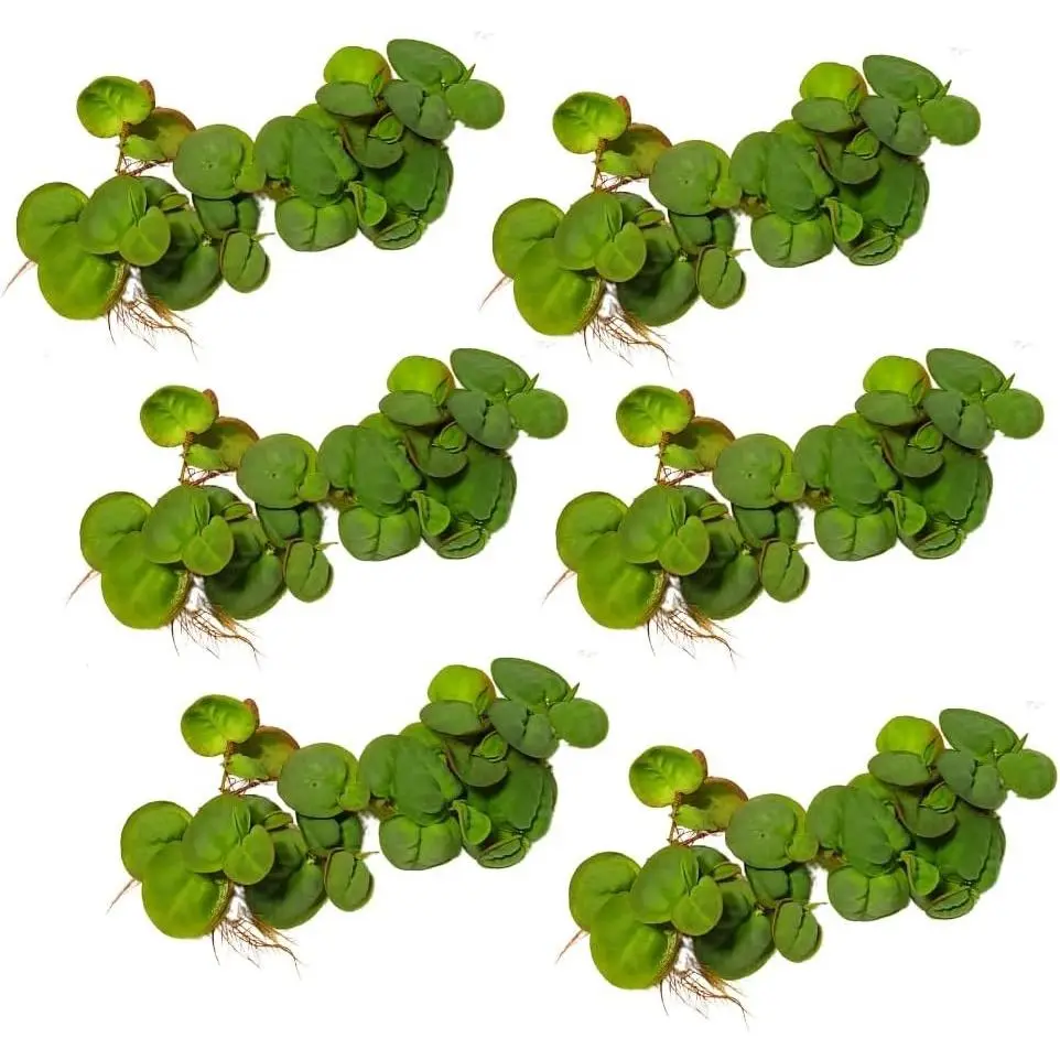 Red Root Floaters (Phyllanthus Fluitans) Live Aquarium Floating Plants, 30+ Leaves, Free Bonus Plant Included, 2-Day Arrival, Live Plants