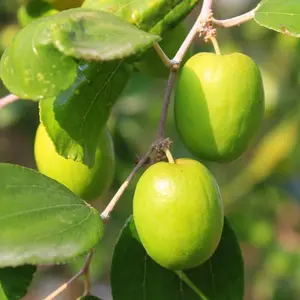 Live Thai Jujube Fruit Tree - 1.3-1.6 ft Tall, Sweet Crispy Tropical Green Fruit Plant for Outdoor Garden Planting