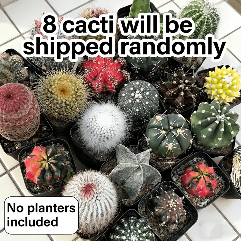 8-Piece cactus ball set, random delivery, a variety of cacti, compact space-saving, office desktop creative potted plants, fresh delivery
