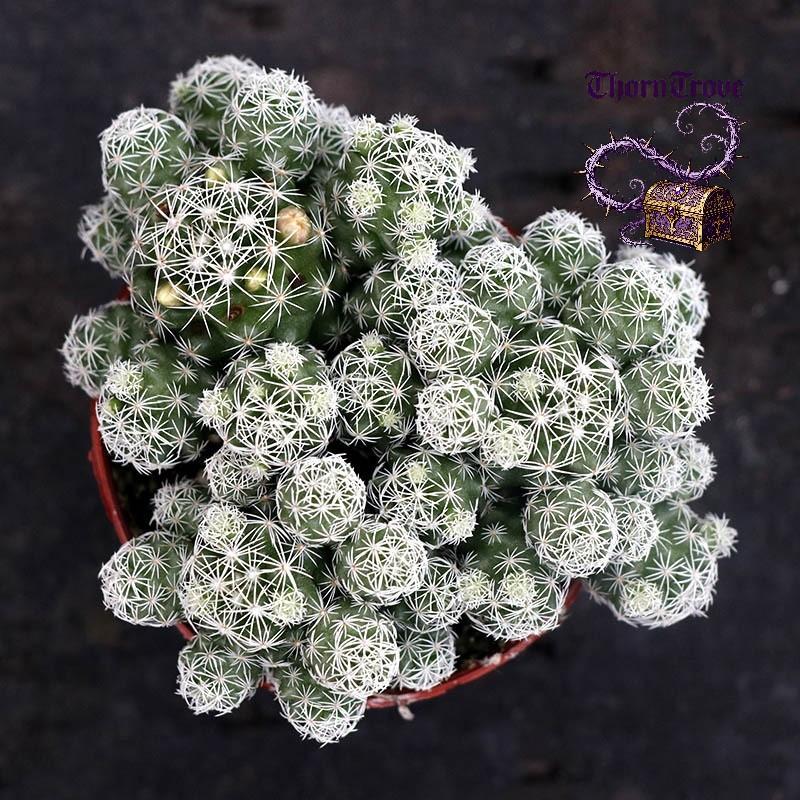White Bird Cactus - Snow White Pompom-Pom, Thornless and Safe, Easy to Raise Succulents, Suitable for Tabletop Decoration