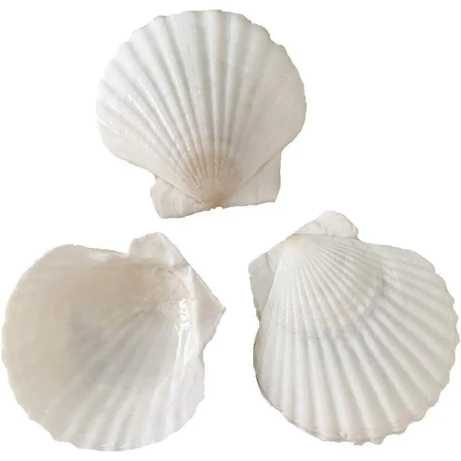 20 count 2-3 inch   Shells White Sea Shells from Sea Beach for DIY Craft  Décor