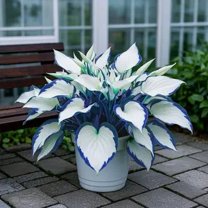 300 high-quality hosta seeds  . guaranteed viable with no bad seeds. A perennial shade plant, perfect for gardens and yards. Made in the USA |   Non-GMO |