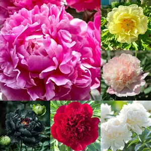 Double Peony Flower Seeds – 200 Seeds, Lush Blooms, Easy to Grow, Perennial Beauty, Non-GMO, Garden Decoration, Fragrant & Elegant, Full Sun Plant, Long-Lasting Blooms, Perfect for Flower Beds & Bouquets