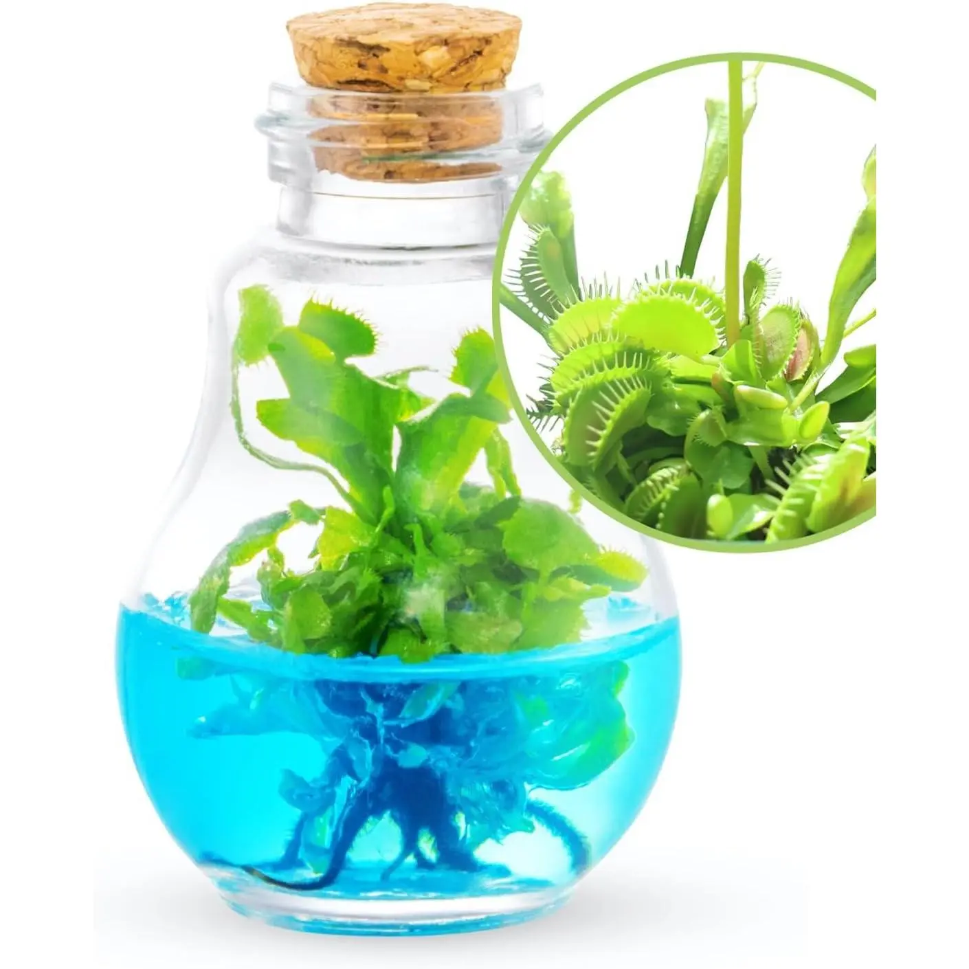 Venus Flytrap in 100% Self Sustaining Glass Terrarium, Maintenance Free, Easy to Grow, Healthy Growth Guarantee