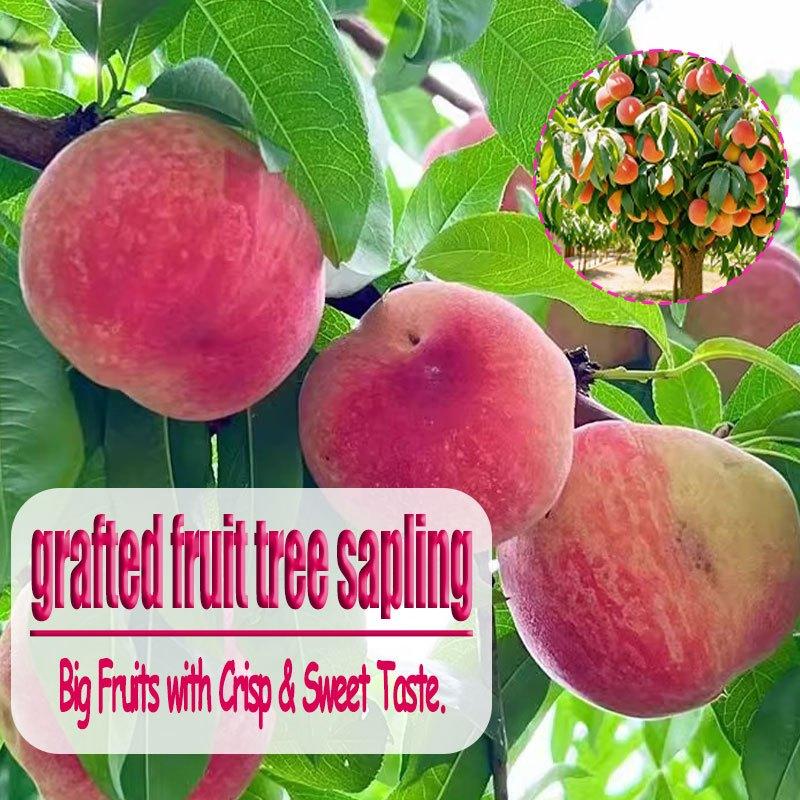 Grafted Peach Saplings - Richly Sweet & Juicy with Strong Roots for Potted Plants - Easy Maintenance and Abundant Harvest