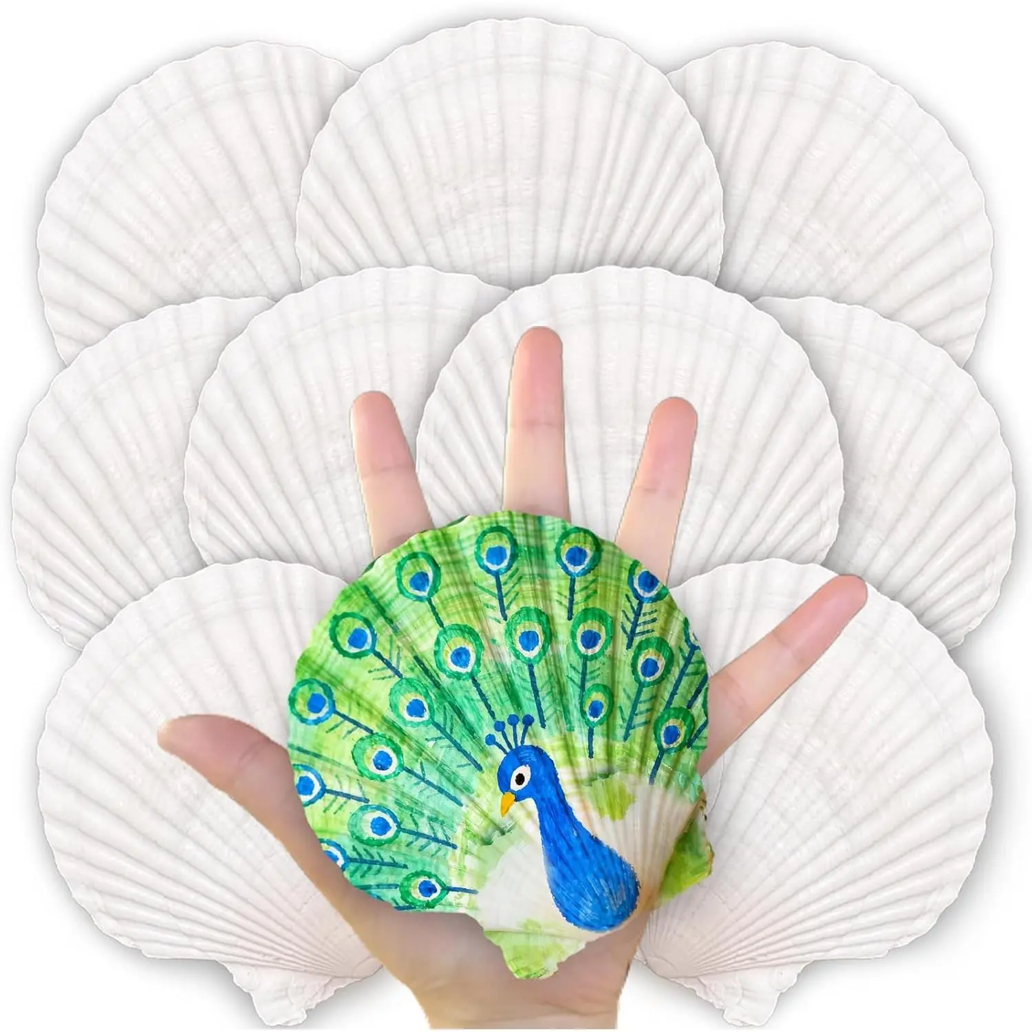 20 count Large  Shells for Crafts, 4-5 Inch  Sea Shells for Decorating, White Seashells Bulk for DIY Crafting, Painting, Baking,  Themed Party Supplies & Decorations