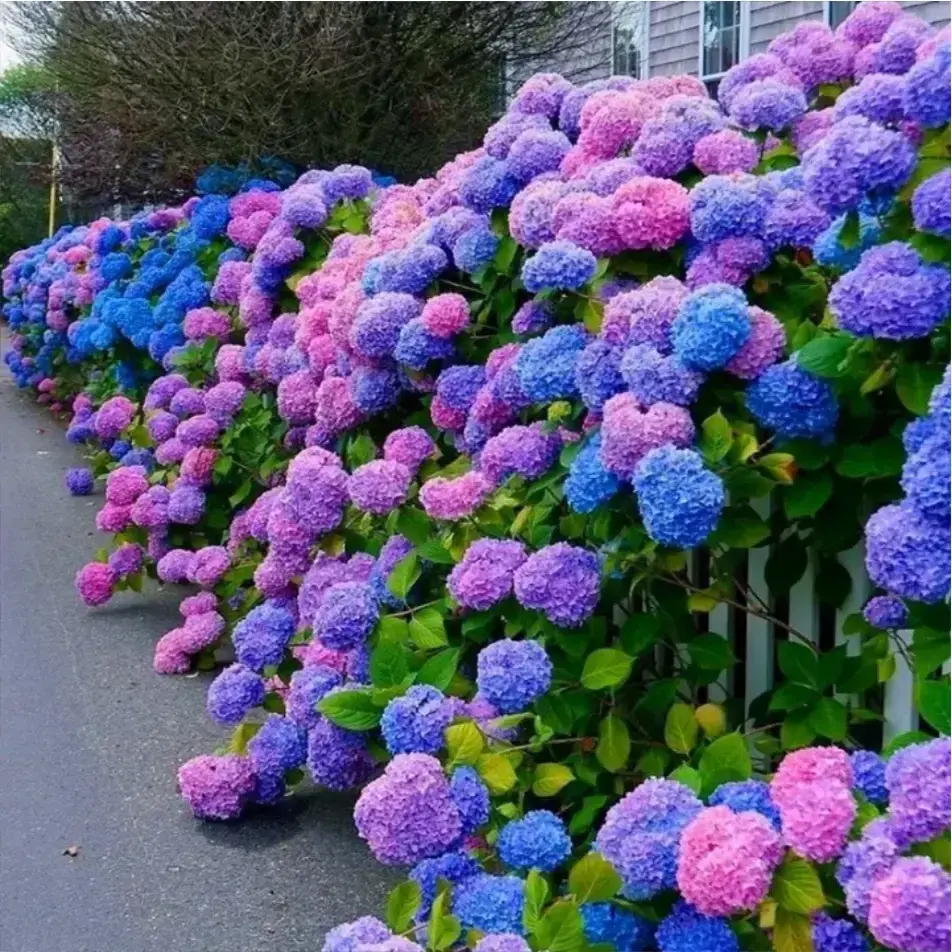 200pcs Colorful Hydrangea Plants - Blue, Pink, Purple Hardy Perennial Flowers for Home Garden Improvement Projects, Outdoor Garden Supplies for Gardeners