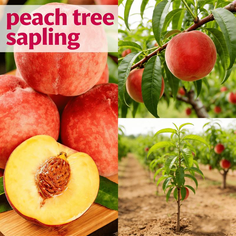 Live seedlings of Honggang peach tree, a compact fruit tree suitable for small spaces, a hardy variety that produces juicy peaches for families to enjoy