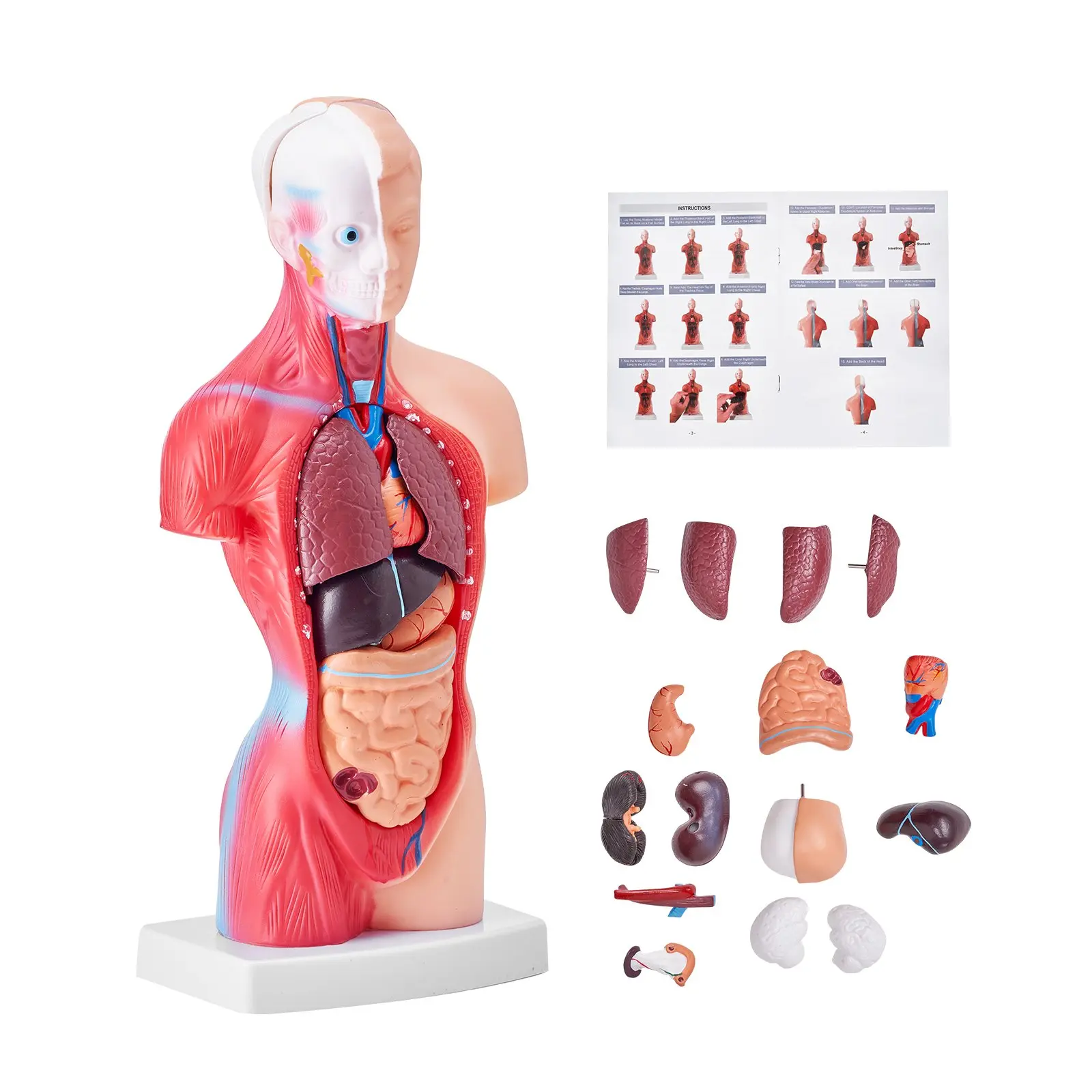 【DealsForYouDays】VEVOR Human Body Model, 15 Parts 11 inch, Human Torso Anatomy Model Anatomical Skeleton Model with Removable Organs, Educational Teaching Tool for Students Science Learning School Education Display
