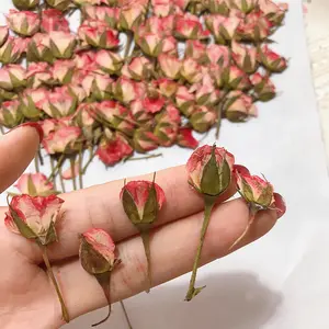 36/72pcs Side Pressed Small Rose Buds, Dried Flower Bouquets, Handmade Photo Frames, Bookmarks, Dried Flower Phone Cases, Coasters, Pendants, Hair Clips, Mother's Day Easter Gifts, Graduation Season, Teacher's Day, Birthdays, Holiday Decorations